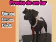 Catarina