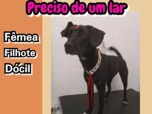 Cachorro raça Sem raça definida idade 7 a 11 meses nome Catarina