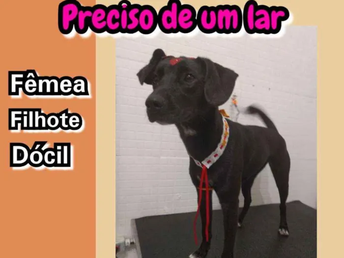 Cachorro ra a Sem raça definida idade 7 a 11 meses nome Catarina