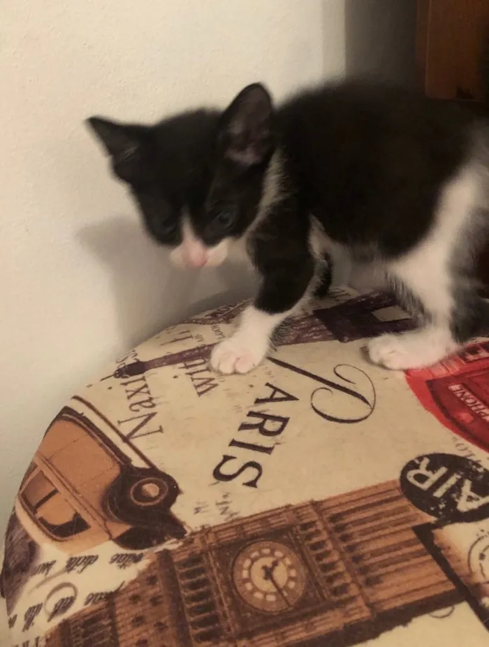 Gato ra a Sem raça definida idade 2 a 6 meses nome Lui