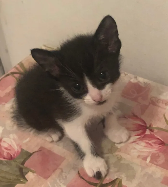 Gato ra a Sem raça definida idade 2 a 6 meses nome Lui