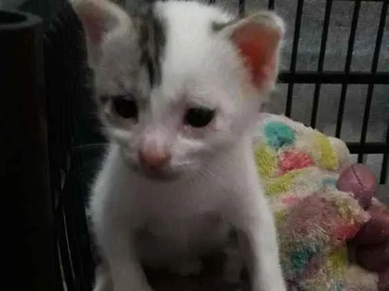 Gato raça  idade Abaixo de 2 meses nome Joe