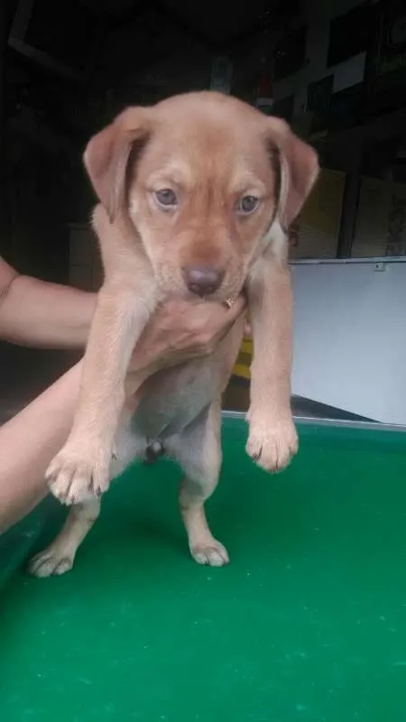 Cachorro ra a SRD idade Abaixo de 2 meses nome Mel