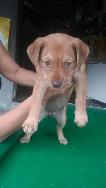 Cachorro ra a SRD idade Abaixo de 2 meses nome Mel