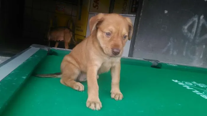 Cachorro ra a SRD idade Abaixo de 2 meses nome Mel