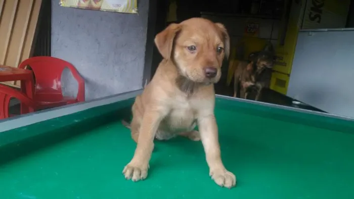 Cachorro ra a SRD idade Abaixo de 2 meses nome Mel