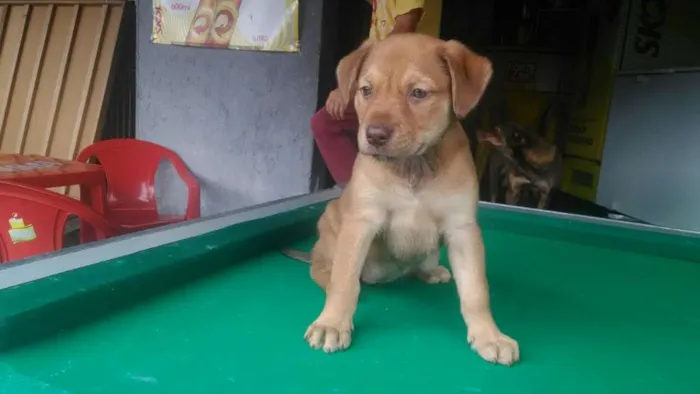Cachorro ra a SRD idade Abaixo de 2 meses nome Mel