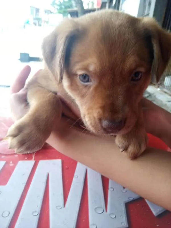 Cachorro ra a SRD idade Abaixo de 2 meses nome Mel
