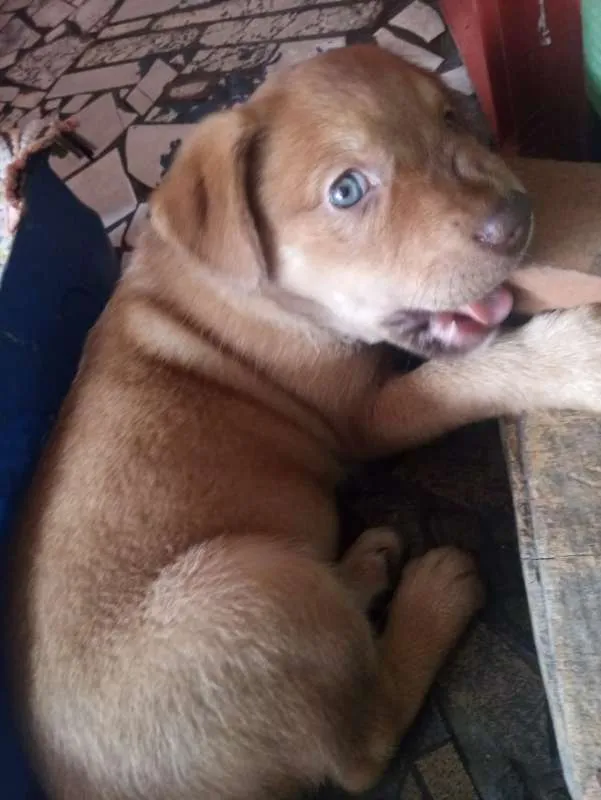 Cachorro ra a SRD idade Abaixo de 2 meses nome Mel