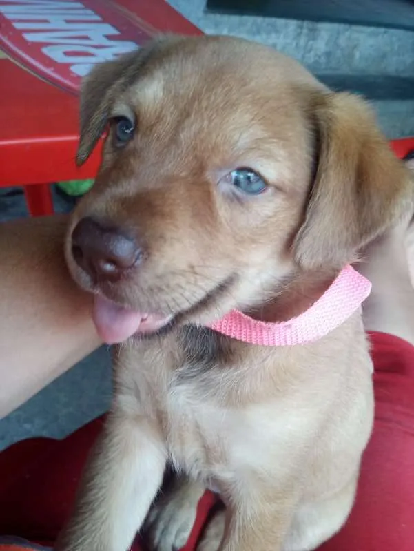 Cachorro ra a SRD idade Abaixo de 2 meses nome Mel