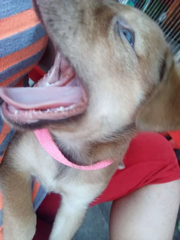 Cachorro ra a SRD idade Abaixo de 2 meses nome Mel