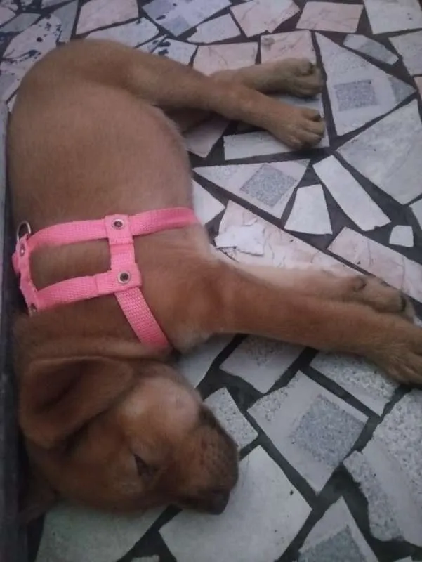 Cachorro ra a SRD idade Abaixo de 2 meses nome Mel