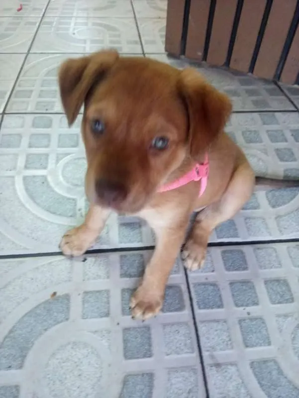 Cachorro ra a SRD idade Abaixo de 2 meses nome Mel
