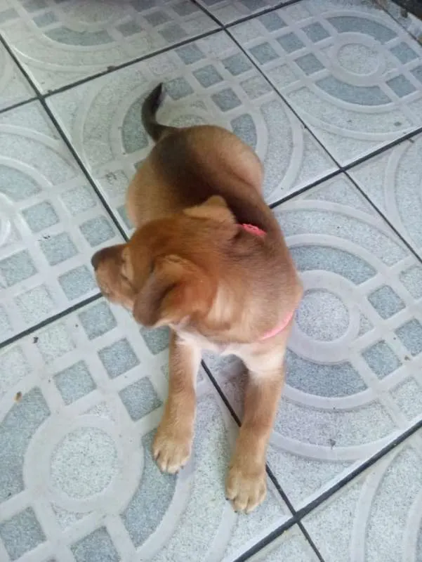 Cachorro ra a SRD idade Abaixo de 2 meses nome Mel