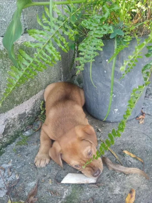 Cachorro ra a SRD idade Abaixo de 2 meses nome Mel