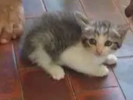 Gato ra a Vira lata  idade 2 a 6 meses nome Clarice 