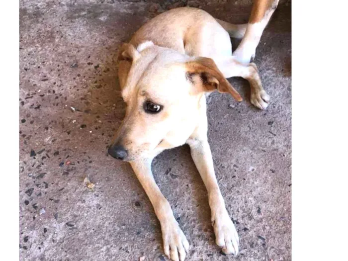 Cachorro ra a Vira Lata idade 7 a 11 meses nome Bela