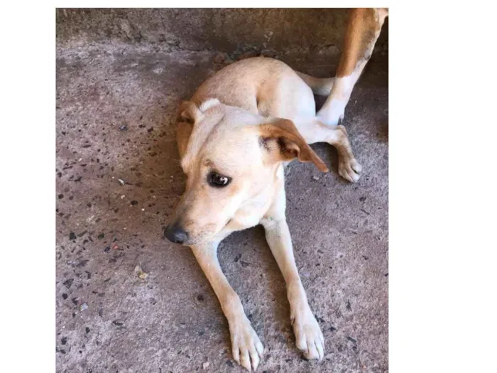 Cachorro ra a Vira Lata idade 7 a 11 meses nome Bela