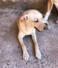 Bela