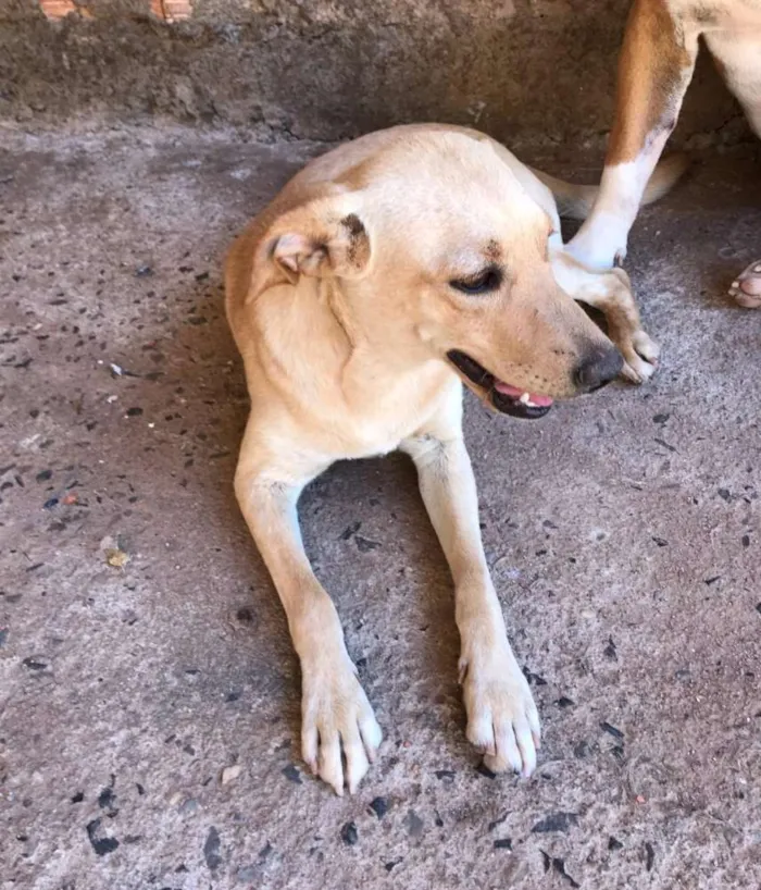 Cachorro ra a Vira Lata idade 7 a 11 meses nome Bela