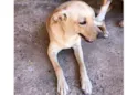 Bela