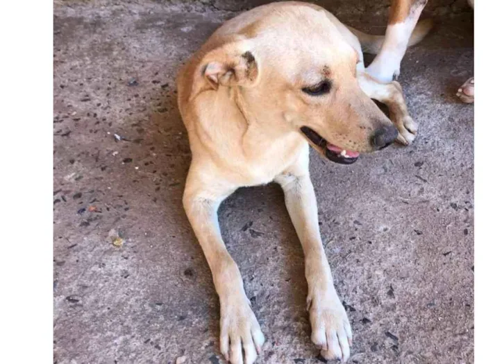 Cachorro ra a Vira Lata idade 7 a 11 meses nome Bela