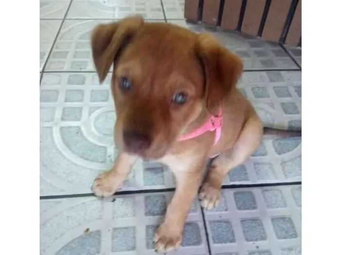 Cachorro ra a SRD idade Abaixo de 2 meses nome Mel