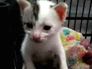 Gato raça  idade Abaixo de 2 meses nome Joe