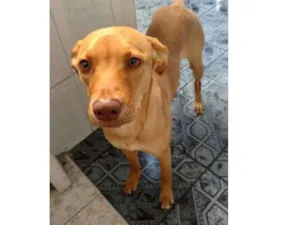 Cachorro raça Vira lata com Pitbull idade 1 ano nome Flor