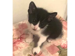 Gato raça Sem raça definida idade 2 a 6 meses nome Lui