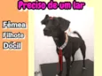 Catarina
