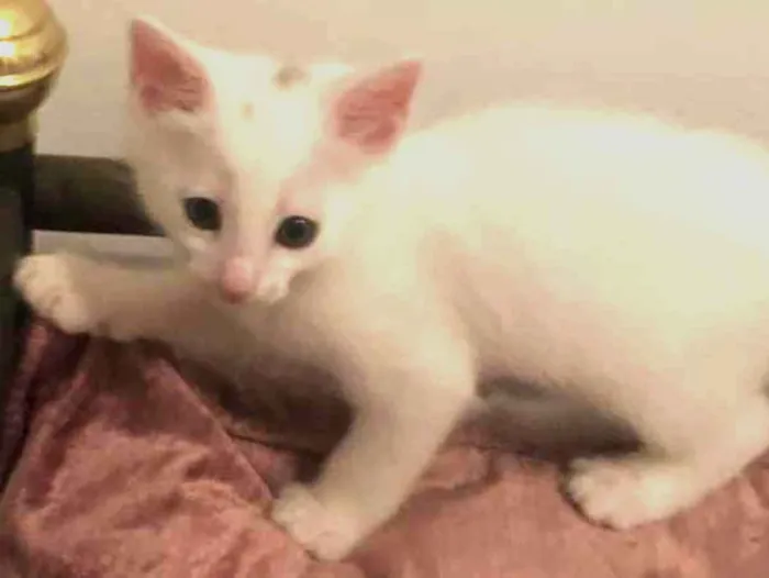 Gato ra a Sem raça definida  idade 2 a 6 meses nome Nuno