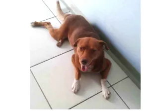 Cachorro raça SRD idade 3 anos nome Otto
