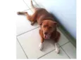Otto
