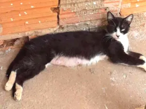 Gato raça Não sei idade Abaixo de 2 meses nome Não tem nome