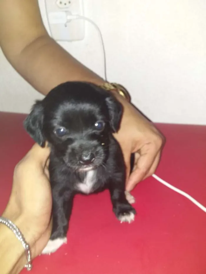 Cachorro ra a Labrador/pudou idade 2 a 6 meses nome Indefinido