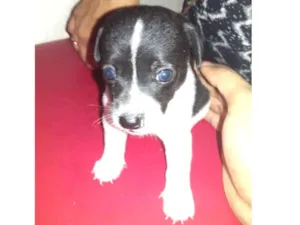 Cachorro raça Labrador/pudou idade 2 a 6 meses nome Indefinido