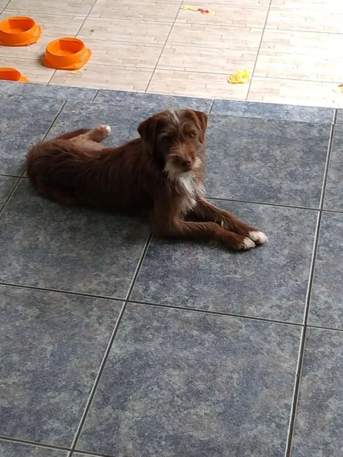 Cachorro ra a Sem raça definida idade 7 a 11 meses nome Moreno