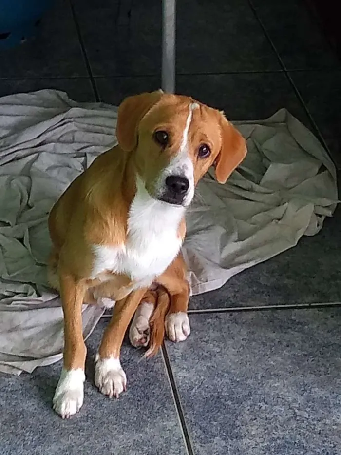 Cachorro ra a Sem raça definida idade 7 a 11 meses nome Galego