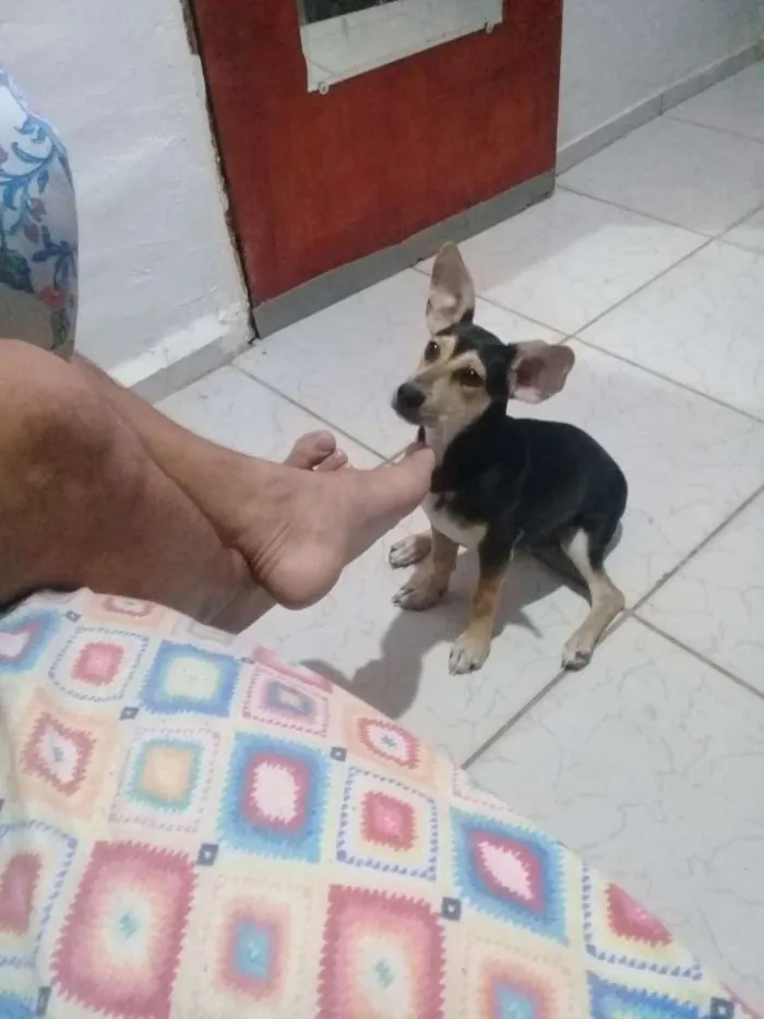Cachorro ra a Vira-lata idade 2 a 6 meses nome Bethovem 