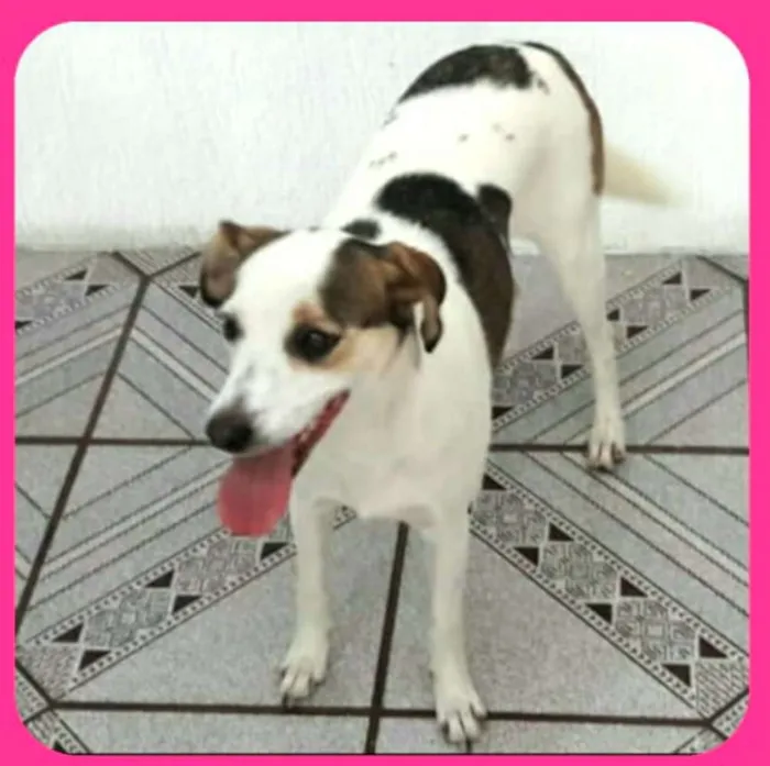 Cachorro ra a  idade 2 anos nome Cristal 