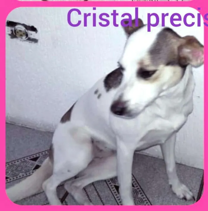Cachorro ra a  idade 2 anos nome Cristal 