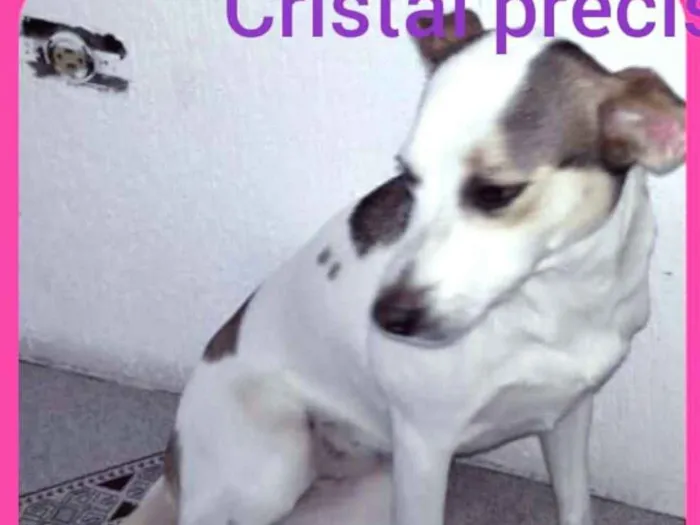 Cachorro ra a  idade 2 anos nome Cristal 