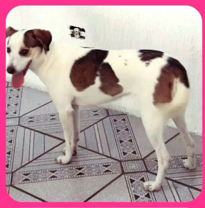 Cachorro ra a  idade 2 anos nome Cristal 