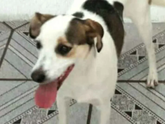 Cachorro ra a  idade 2 anos nome Cristal 