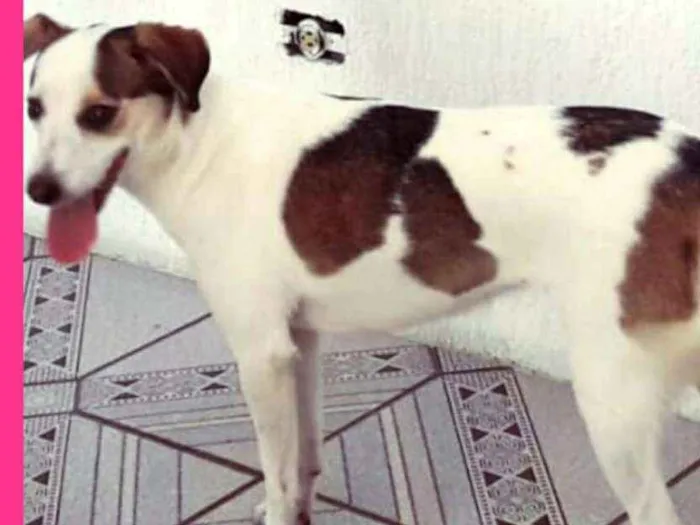 Cachorro ra a  idade 2 anos nome Cristal 