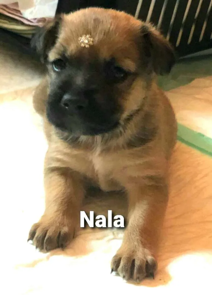 Cachorro ra a  idade Abaixo de 2 meses nome Filhotes Mônica 