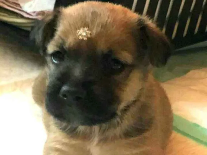 Cachorro ra a  idade Abaixo de 2 meses nome Filhotes Mônica 