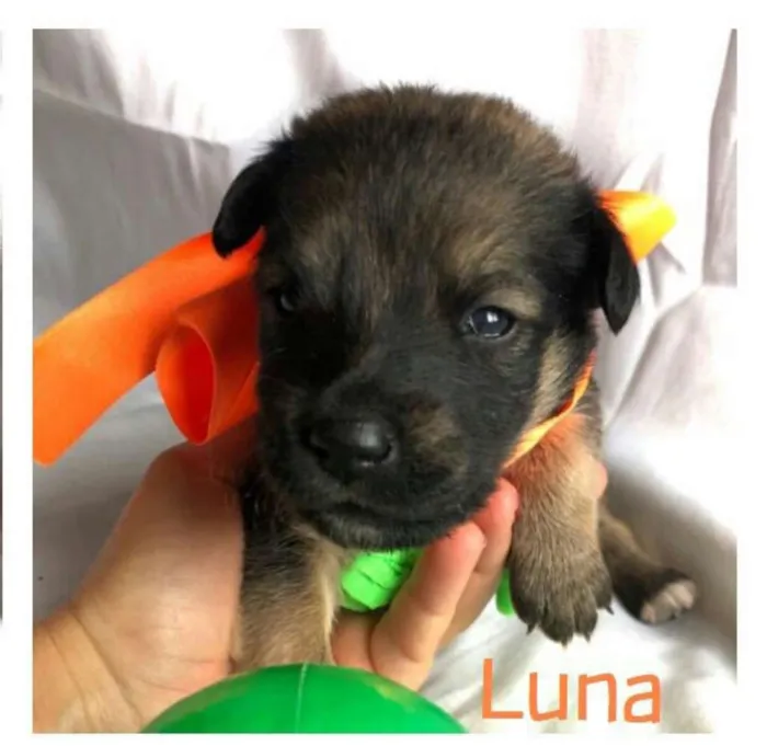 Cachorro ra a  idade Abaixo de 2 meses nome Filhotes Mônica 