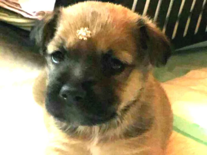 Cachorro ra a  idade Abaixo de 2 meses nome Filhotes Mônica 